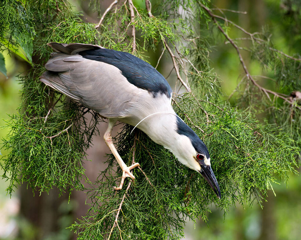 Black-Crowned Night-Heron bird perched on a tree branch displaying blue and white feather plumage, head, beak, eyes, feet in its environment and habitat with a foliage background. Heron Picture. Portrait. Image. Photo. - Fotografie, Obrázek