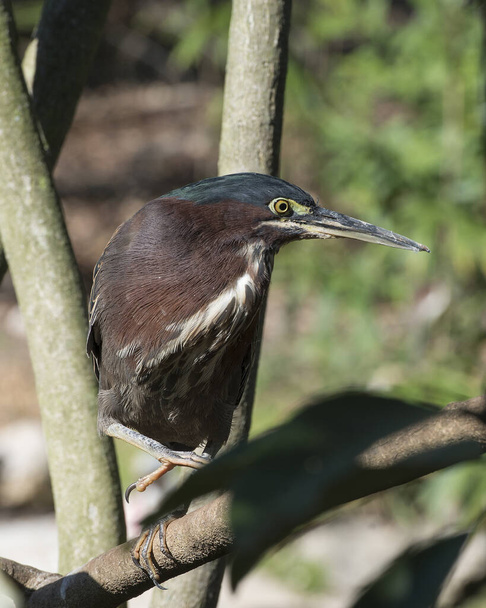 Green Heron perched on a branch displaying body, beak, head, eye, feet with a blur background in its environment and surrounding, looking to the right side. Heron Photo. Image. Picture. Portrait. - Φωτογραφία, εικόνα