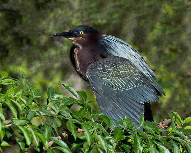 Green Heron perched on a branch displaying body, beak, head, eye, feet with a blur background in its environment and habitat, looking to the left side. Heron Photo. Image. Picture. Portrait. - Fotó, kép