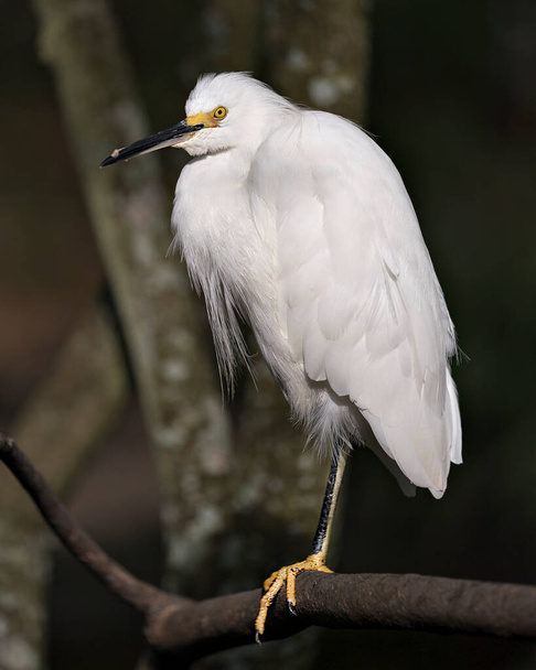 Snowy Egret close up profile view perched on branch displaying white plumage, head, beak, eye, feet in its environment and habitat with a dark background.  Egret Image. Picture. Photo. Portrait. - Photo, image
