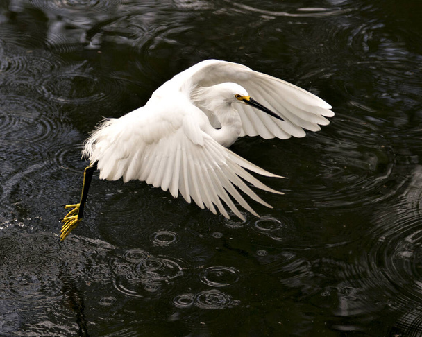 Snowy Egret close-up profile view flying over the water and displaying spread white wings, head, beak, eye, fluffy plumage, yellow feet in its environment and surrounding. Egret Image. Picture. Photo. Portrait. - Photo, image