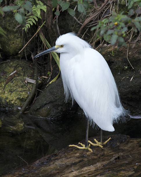 Snowy Egret close-up profile view standing on a log by the water displaying white feathers, in its environment and habitat surrounding with a foliage and moss rocks background. Egret Image. Picture. Photo. Portrait. - Photo, image