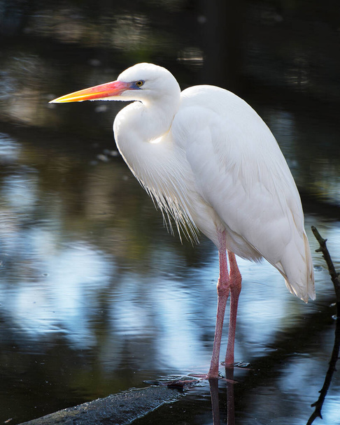 Great White Heron close-up profile view standing on log displaying beautiful white fluffy feathers plumage by the water with a background in its environment and surrounding. Heron Photo. Image. Picture. Portrait. - Photo, image