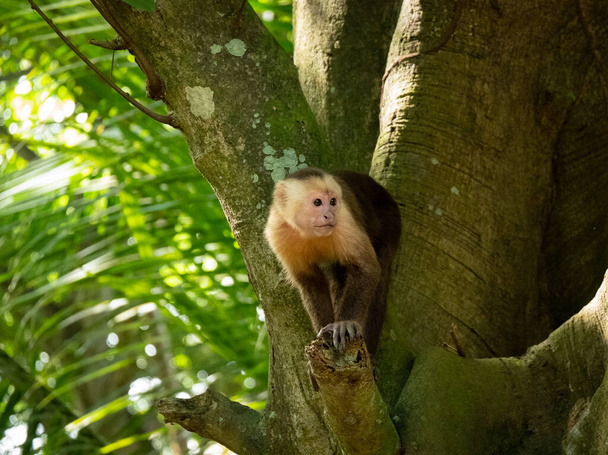 Панамський білоголовий капуцин (імітатор цебуса), також відомий як панамський або центральноамериканський білоголовий капуцин - це вивішення гілки на дереві - Фото, зображення