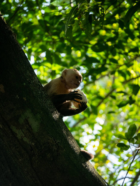 Панамський білоголовий капуцин (імітатор цебуса), також відомий як панамський або центральноамериканський капуцин з білими головами, з'їдає п'єсу кокосового горіха на дереві - Фото, зображення