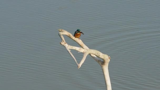 The common kingfisher is holding a shrimp. Shake its head to put the shrimp into unconsciousness. Kaohsiung City, Taiwan - Footage, Video