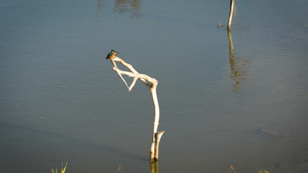 Common kingfisher burrows into the water to catch shrimp. High frame shot. Shake its head to put the shrimp into unconsciousness. Kaohsiung City, Taiwan - Footage, Video