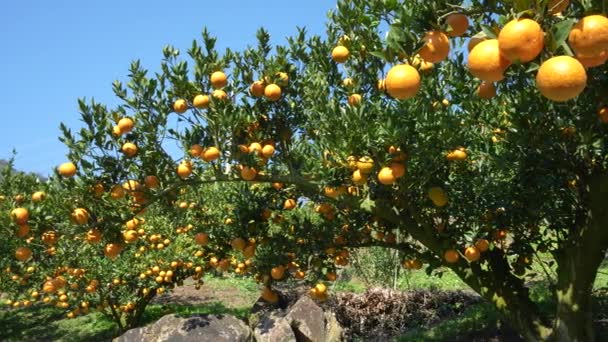 Много апельсинов и зеленых листьев на апельсиновом дереве. Уникальный зимний лес в лесу Дунши дополняет горные пейзажи. Тайчжун. - Кадры, видео