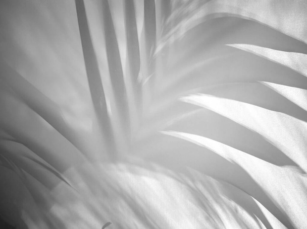 Frente de lienzo blanco El reflejo de las hojas detrás de las hojas de palma o coco. - Foto, Imagen