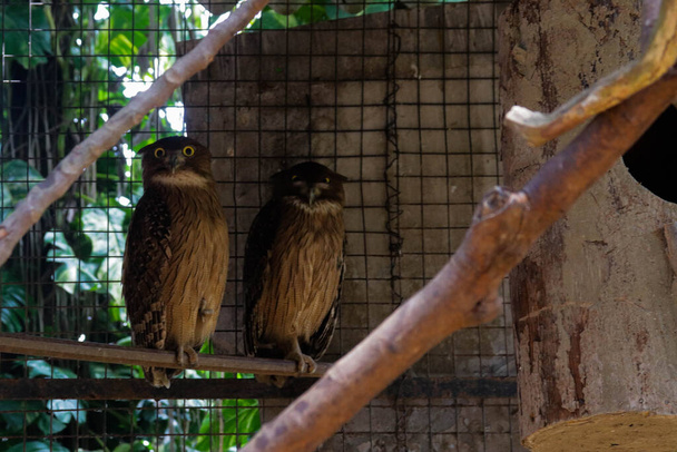Owls from the zoo - Photo, Image