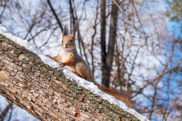 Squirrel in winter sits on a tree trunk with snow. Eurasian red squirrel, Sciurus vulgaris, sitting on branch covered in snow in winter. - Photo, Image