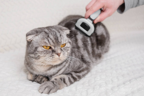 Gato e furminador. A mão segura um furminator para pentear o cabelo do animal de estimação. O conceito de lã saudável, procedimentos de higiene para gatos, preparação. - Foto, Imagem