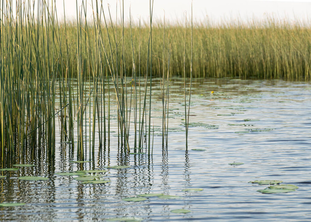 paysage estival avec une surface d'eau calme, nénuphars, feuilles vertes et roseaux, reflets dans l'eau - Photo, image