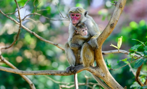 Torque macaque female monkey holding its infant baby on a tree branch. Concept of a mother's love. - Photo, Image