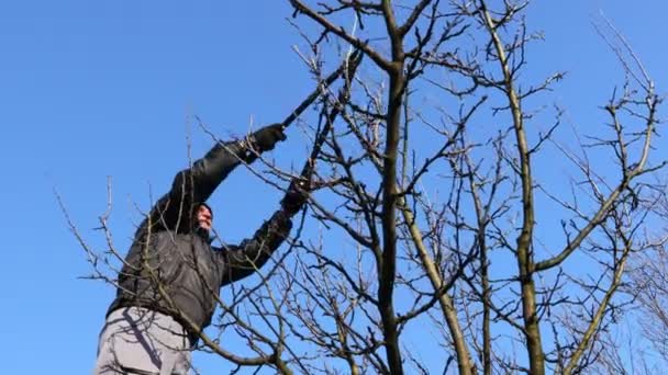 Boeren snoeien takken van fruitbomen in boomgaard met behulp van lange takkenscharen in het vroege voorjaar dag met behulp van ladders. - Video