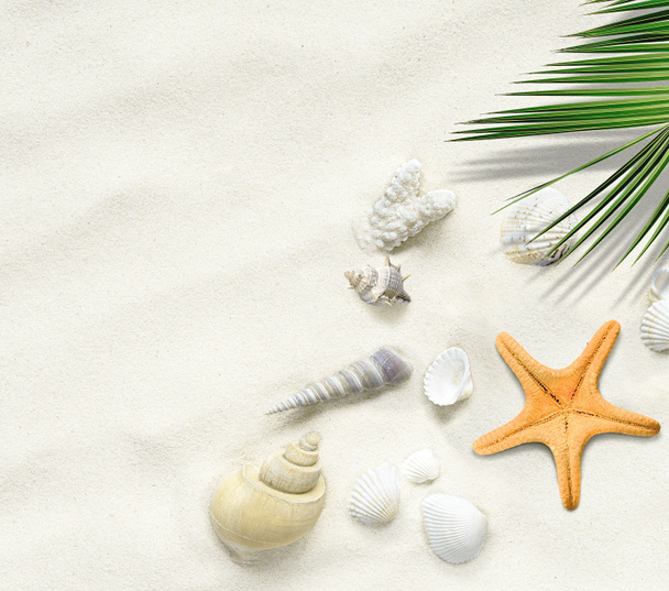 Scorfano, conchiglie sulla sabbia con foglia di palma. Vacanza sfondo vacanza. Vista dall'alto, copia spazio - Foto, immagini