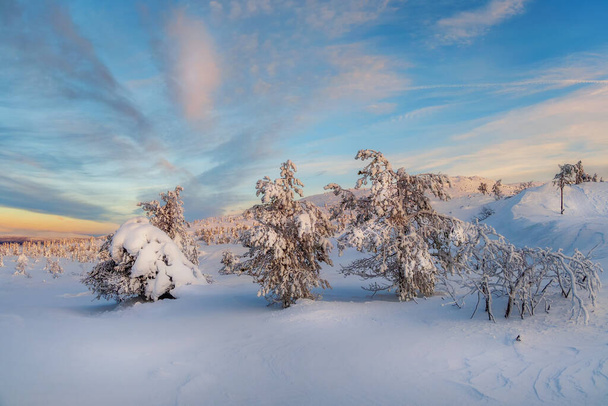 Prachtige ijzige winterochtend in een poolbos bezaaid met sneeuw. Sneeuw bedekt Kerstmis dennenbomen op de berghelling. Arctische wreedheid. - Foto, afbeelding