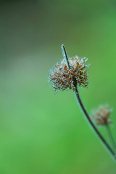 TAFJORD, NORway - 2020 HAZİRAN 02 - Bitki lanceolata pirzolası yeşil bitki. - Fotoğraf, Görsel
