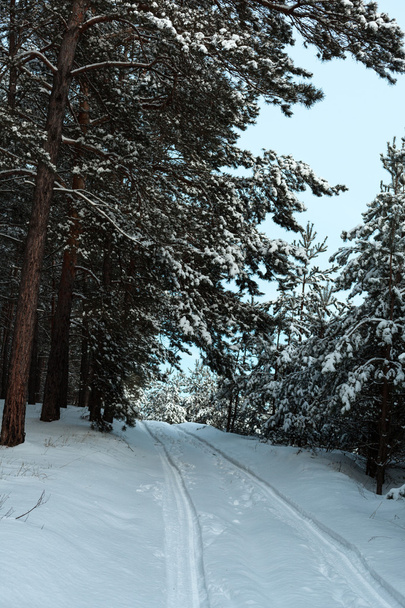 road in a snowy forest - Fotografie, Obrázek