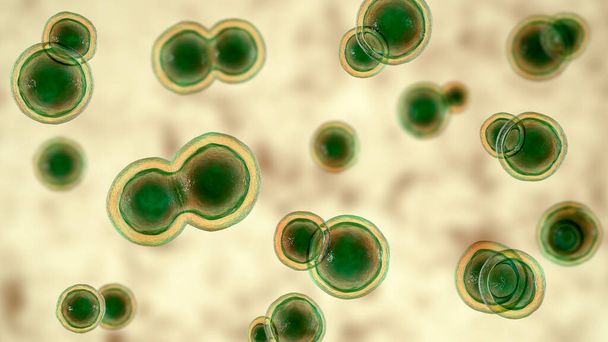 Blastomyces dermatitidis fungi, l'agente causale della malattia blastomicosi che colpisce i polmoni, più raramente la pelle, le ossa, altri organi, illustrazione 3D. Forma di lievito - Foto, immagini