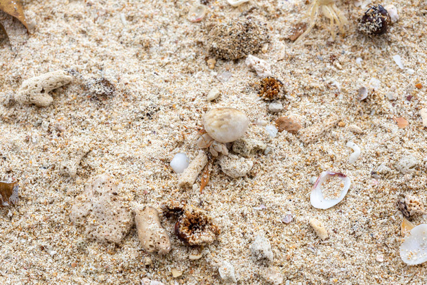 Pequeño cangrejo ermitaño en la arena de la isla Koh Mook, Tailandia, cangrejo ermitaño salir de la cáscara para explorar el medio ambiente en la playa local de Seychelle
. - Foto, imagen