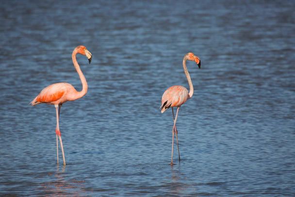 два розовых фламинго в воде - Фото, изображение