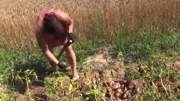 Peasant woman harvest dig eco potato with fork in farm land - Footage, Video