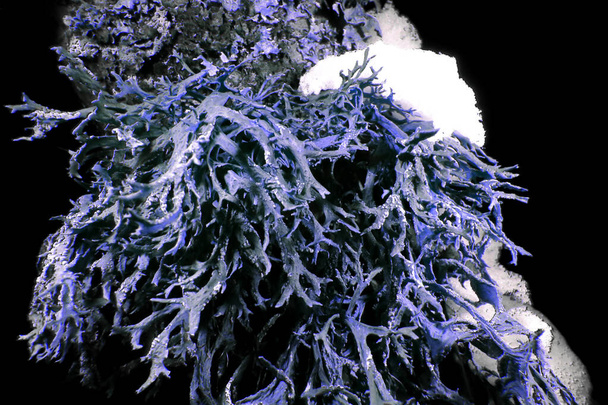 Ultraibolya zuzmó makró télen - Fotó, kép