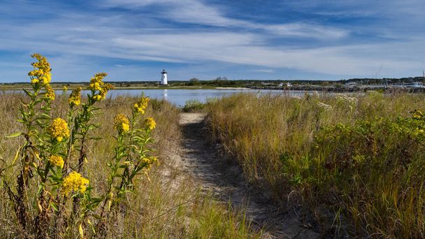 Fleurs de verge d'or le long du chemin de la plage du phare à Edgartown, Massachsetts. - Photo, image