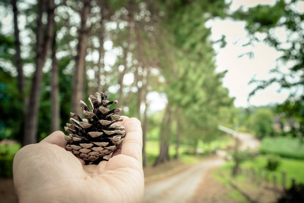 Conos de pino en la mano con fondo de pino - Foto, imagen