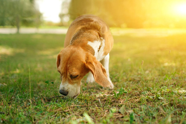 Охотничий пёс на закате летом нюхает траву в парке. Острое обоняние собак - Фото, изображение