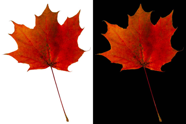 Багрово-оранжевый кленовый лист. Осенний кленовый лист, выделенный на белом и черном фоне. - Фото, изображение