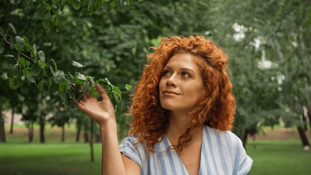 pleased redhead woman touching green leaves on tree - Фото, зображення