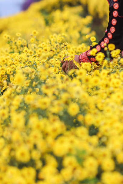 Viljelijät kävelevät kirkkaan keltaisella krysanteemipellolla ja keräävät krysanteemin kukkia kuivaukseen ja krysanteemin yrttiteen valmistukseen ja myyvät niitä turisteille, jotka vierailevat puutarhoissa.. - Valokuva, kuva