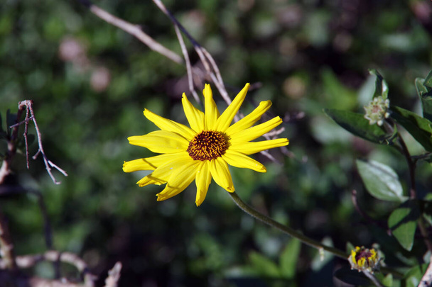 Vista de cerca de una sola flor de una encelia californica Coast Sunflower, California Bush Sunflower - Foto, imagen