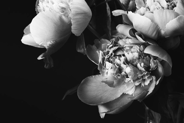 Hermoso ramo exuberante de peonías. Foto en blanco y negro. Tarjeta floral, diseño de póster. Enfoque selectivo - Foto, imagen