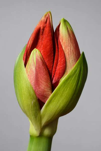 puoli auki amaryllis bud harmaalla taustalla - Valokuva, kuva