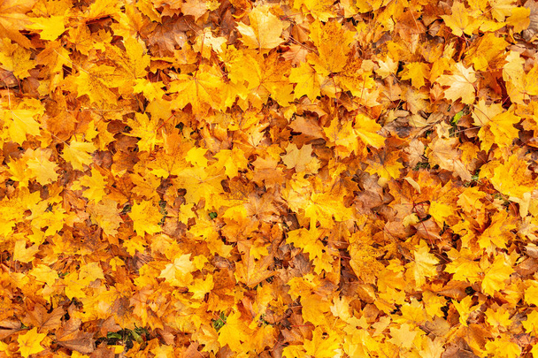 Pozadí barevných zlatých podzimních javorových listů v parku. Žlutý podzimní list. Byt ležel, horní pohled, kopírovací prostor - Fotografie, Obrázek