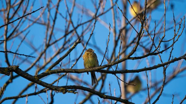 Yellowhammer (Emberiza citrinella) sitting on the branch of dry tree on blue sky background - Photo, Image