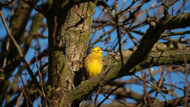 Yellowhammer (Emberiza citrinella) sitting on branch of tree on blue sky background - Photo, Image