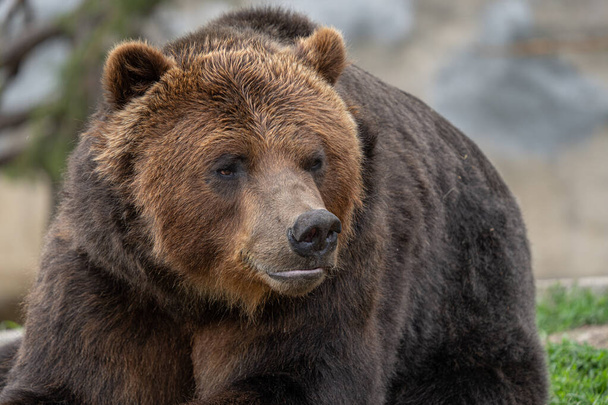 adult grizzly bear is looking at you while you take a picture on a sunny day - Fotografie, Obrázek