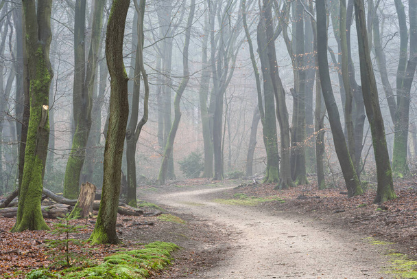 Туманный день в лесу в Нидерландах, Speulderbos Veluwe. - Фото, изображение