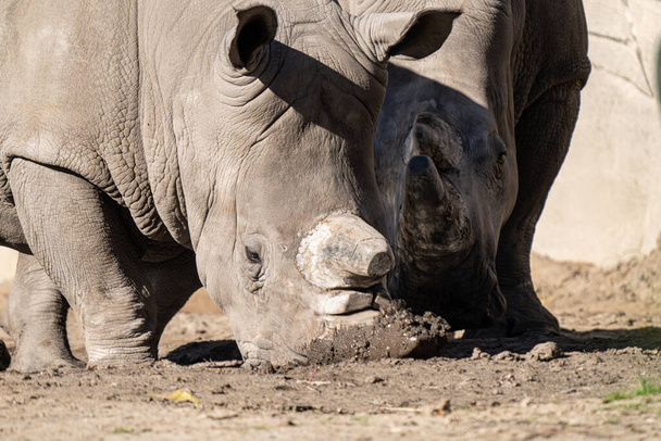 rinoceronte bianco adulto ottiene un ritratto da vicino mentre si gode una giornata di relax nel fango - Foto, immagini
