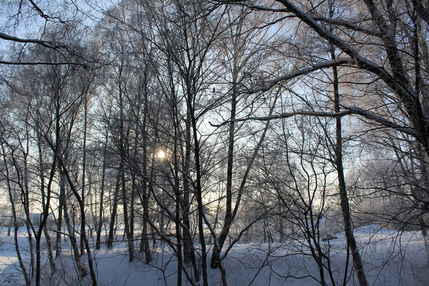 森の中の冬の風景晴れた日の天気/冬の風景の写真。森の中には白い雪がたくさんあります。畑は清く白い雪で覆われています。木々の枝は霜で覆われています. - 写真・画像