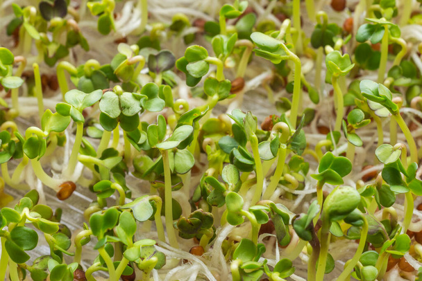 Fresh radish microgreens growing in multisprouter. Houseplant concept. - Photo, Image