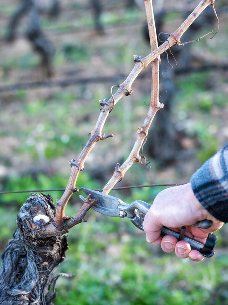 Close-up de uma mão de viticultor. Podar a vinha com uma tesoura de aço profissional. Agricultura tradicional. Poda de inverno, método Guyot. - Foto, Imagem