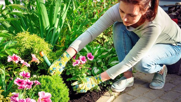 A landscape designer plants flower seedlings with hand trowel in a flower garden. Garden and landscape work in early spring. Neat flower bed with black soil. Planting potted plants in soil. - Photo, Image