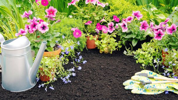 Ανθισμένα λουλούδια με ποτιστήρι και γάντια κηπουρικής στο πανό κήπου με χώρο αντιγραφής. Φυτεύοντας ανθοφόρα φυτά της πετούνιας και της λοβελιάς σε ένα παρτέρι την άνοιξη. - Φωτογραφία, εικόνα