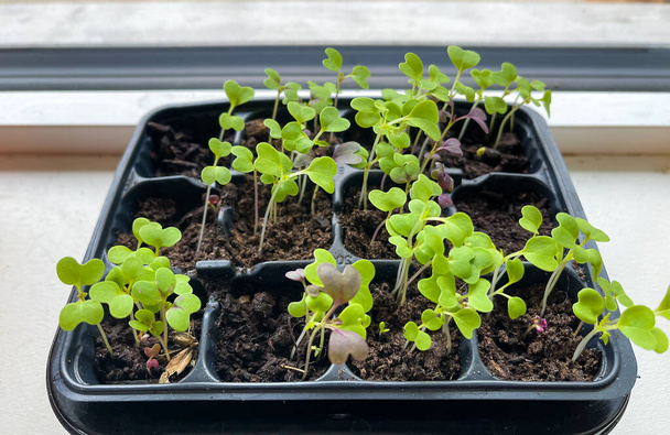 lettuce salad seedlings on windowsill, sprouts, Asia mustard salad mix, green and red, top down, close up in pot, full frame - Photo, Image