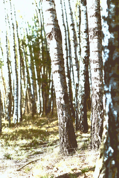bétula na floresta, primavera ensolarada  - Foto, Imagem